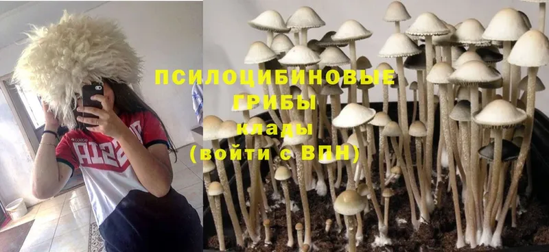 Псилоцибиновые грибы Psilocybine cubensis  Ак-Довурак 